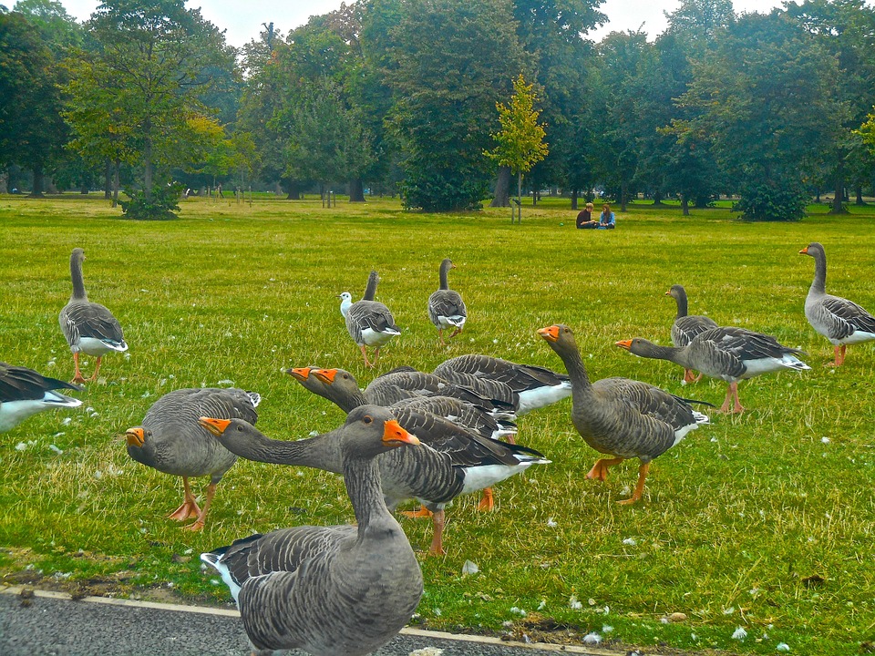 kensington gardens